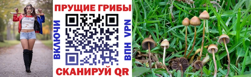 Галлюциногенные грибы Psilocybe  Слободской 